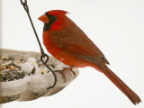 Cardinal in the snow