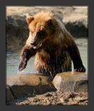 Griz_1