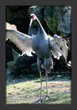 Sandhill Crane5