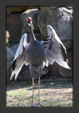 Sandhill Crane3