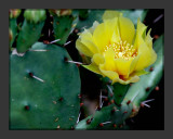 Cactus Flower