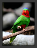 Blue Crowned Lory