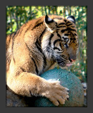 Tiger with ball