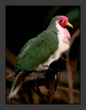 Jambu fruit dove