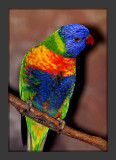 Rainbow Lorikeet