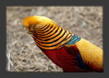 Red Golden Pheasant