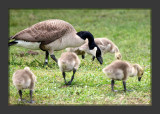 Goslings