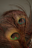 Peacock Feathers