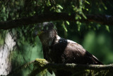 eagle in the shade copy.jpg