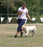 Labrador Retreiver