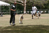 Akitas