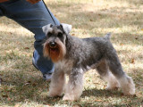 Miniature Schnauzer
