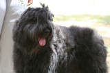 Bouvier Des Flandres