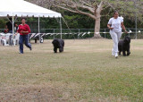 Bouvier Des Flandres