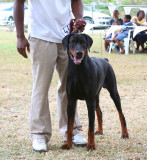 Doberman Pinscher