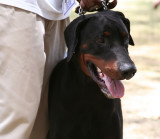 Doberman Pinscher