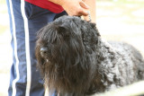 Bouvier Des Flandres