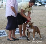 Bull Terrier