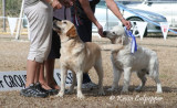 Labrador Retreiver and Golden Retreiver