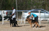 Rottweiler and German Shepherd