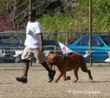 Dogue De Bordeaux