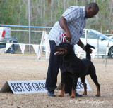 Rottweiler
