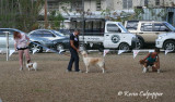 Papillon, Golden Retreiver, Beagle