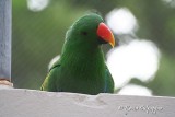 Eclectus Parrot