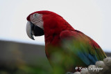 Macaw