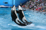 Killer whales