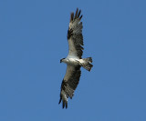 Osprey