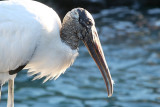 Wood Stork