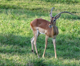Impala