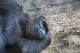Gorilla Resting