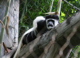 Colobus Monkey