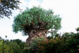 Tree of Life