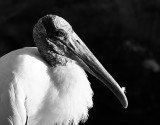 Wood Stork