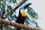 Toucan