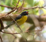 Bananaquit (Yellow Breast)