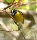 Bananaquit (Yellow Breast)