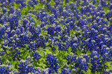 Bluebonnets