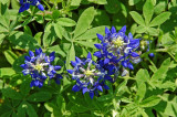 Bluebonnets