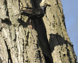 European Starling