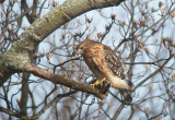 Red-shouldered Hawk