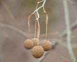 Sycamore Tree Seed Pods