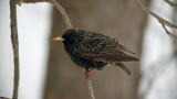 European Starling