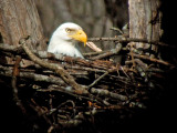 Bald Eagle (Male)
