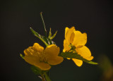 Spring Yellow
