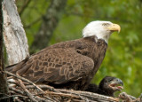 Mother Bald Eagle with single Chick