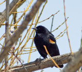 Red-Winged Blackbird